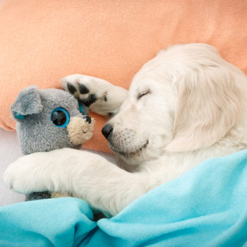 puppy sleeping with toy on the bed
