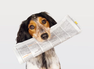 dog with newspaper