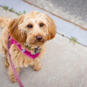 image associated with the Maddie’s Weekly Roundup: Foster 50 Challenge, Maddie’s birthday and more!