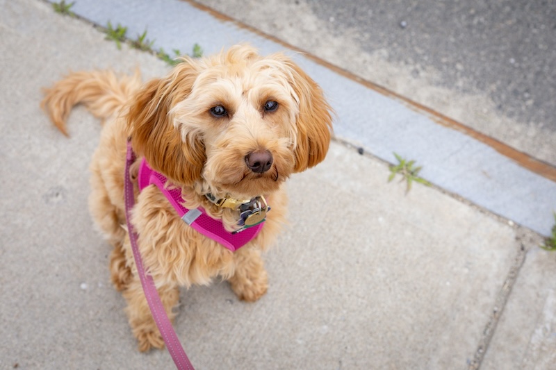 Maddie’s Weekly Roundup: Foster 50 Challenge, Maddie’s birthday and more! bonnie kittle ntCwk8XyX2Y unsplash copy - Maddie’s Weekly Roundup: Foster 50 Challenge, Maddie’s birthday and more!