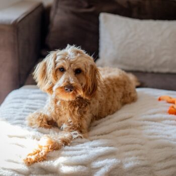 image associated with the What the data says about rehoming (and why it might ease some fears)