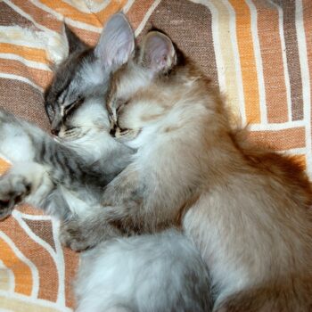 image associated with the From neonates to feisty felines &#8211; share your kitten stories!