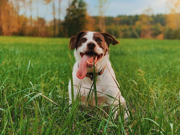 casey calhoun Rav9rabPdQ4 unsplash - Maddie’s Weekly Roundup: March Community Conversations, senior dog grants, and more!