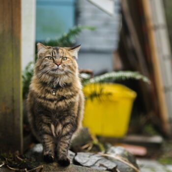 image associated with the Shelter Animals Count releases 2025 mid-year report