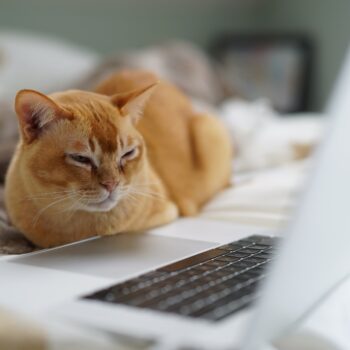 Orange cat looking at laptop on bed