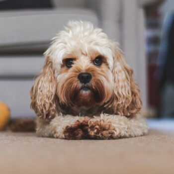 image associated with the Maddie’s Weekly Roundup: Veterinary social worker, underaged kitten resource and more!
