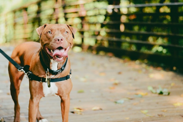 christian bowen tFFalJT K0A unsplash copy - 13 questions that will help you write great pet adoption bios