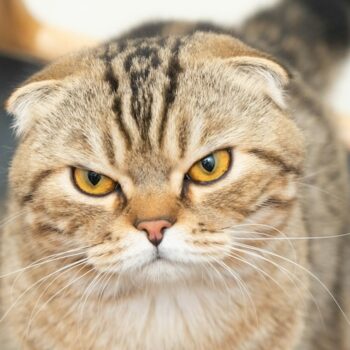 image associated with the Download the Go-To Guide for Animal Services today!