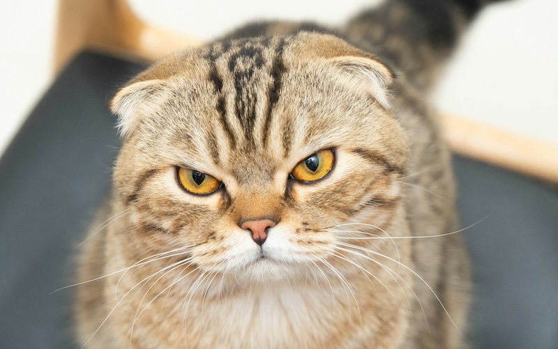 d ng ph c h i tri u hfDv8pW uvs unsplash copy - Download the Go-To Guide for Animal Services today!