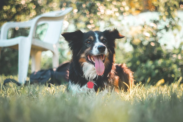 daniel plan u1WcrpHk6Pg unsplash 1 copy - Maddie’s Weekly Roundup: Free stock photos, “Bad pet portraits,” grant opportunities and more!