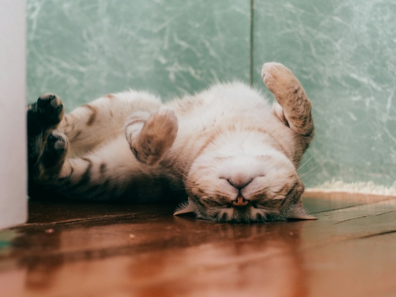 daria shatova BphuDA60if4 unsplash copy 1 - Maddie&rsquo;s Weekly Roundup: Programs for neonatal kittens, addressing gaps in veterinary care and more!