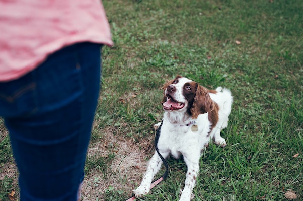 destiny wiens RIyGkwus3Po unsplash copy - How Napa Humane is offering dog training classes to keep people and pets together 