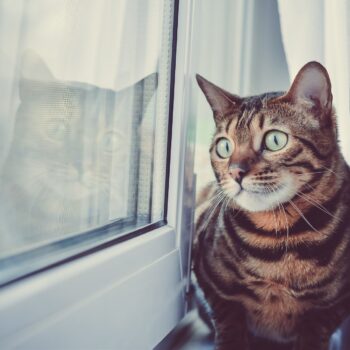 Cat looking out the window behind white curtain
