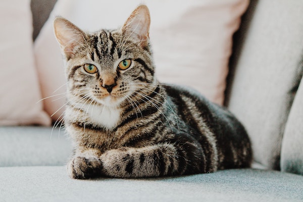 erik jan leusink IbPxGLgJiMI unsplash copy - Me-ouch? This webcast explores potentially negative feline language