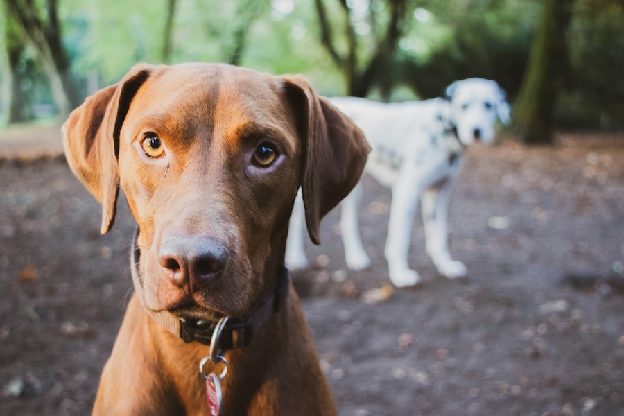 ey lena zefF4v1v zI unsplash copy 1 - Interested in recruiting more fosters? Start talking about your program!