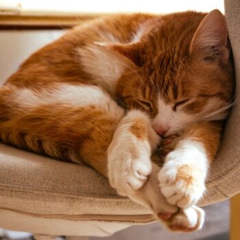 image associated with the Maddie’s Weekly Roundup: Instructor-Led Courses, top Maddie’s Pet Forum resources and more!