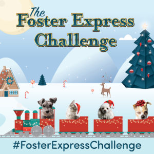 Foster express challenge