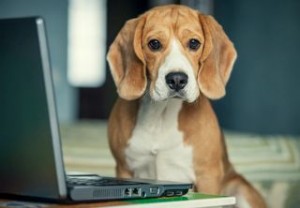 beagle dog at computer