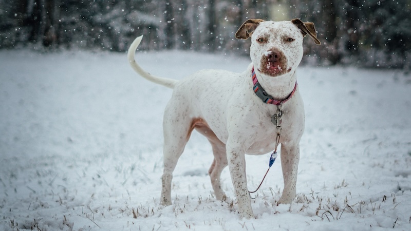 gui avelar Kj SDps8Hfo unsplash copy - Ohio animal shelter has huge success with short-term holiday fostering