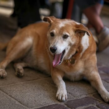 image associated with the Join us virtually for the My Dog is My Home Conference next month