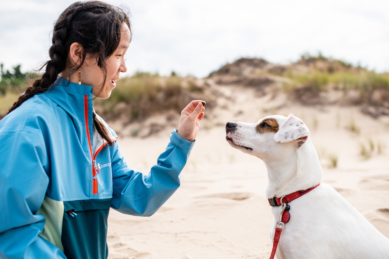 heartsspeak 1 - 4 Things a California Shelter Learned When They Started Day Trips for Dogs 