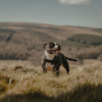 image associated with the How one Missouri animal shelter is having success with their Dog&#8217;s Day Out program