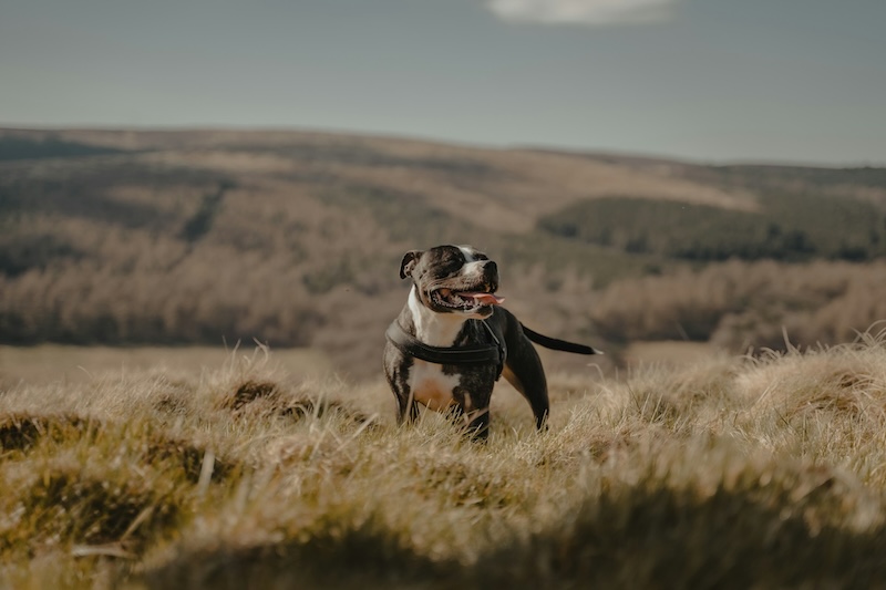 henry ravenscroft A5W mPXnqE4 unsplash copy - How one Missouri animal shelter is having success with their Dog&rsquo;s Day Out program