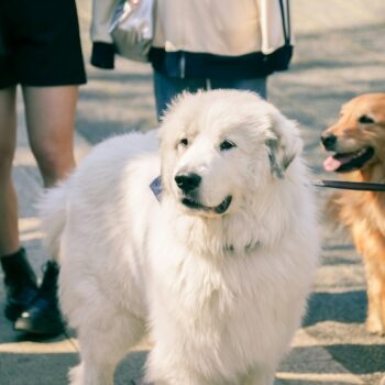 image associated with the The exploration of opportunities for barriers and bias during off site animal adoption events