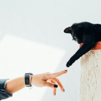 image associated with the Don&#8217;t miss &#8220;The Human Side of Shelter Work: Building Compassion Satisfaction and Resilience (Part 1)&#8221;