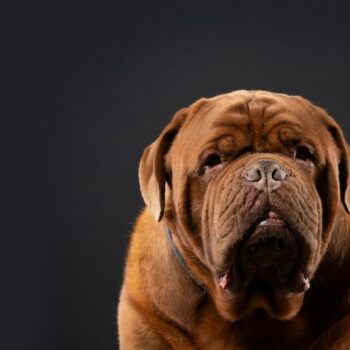 image associated with the Maddie’s Weekly Roundup: Behavior assessments in shelters, veterinary guides from Open Door and more!