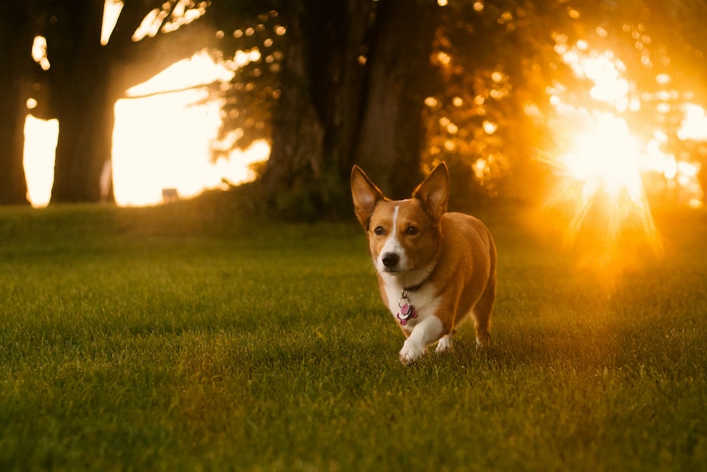 jacob van blarcom lkzjENdWgd8 unsplash copy - Maddie’s Weekly Roundup: Dog field trip benefits, webcasts galore and more!