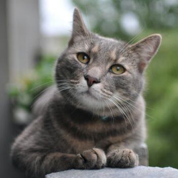 image associated with the Maddie&#8217;s Weekly Roundup: Holiday fostering, understanding tribal sovereignty and more!