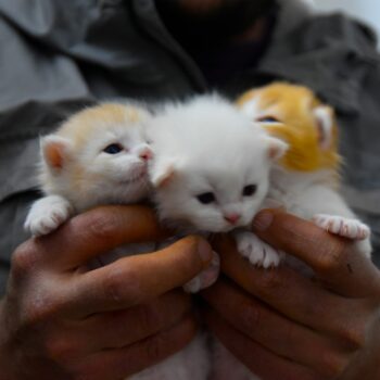 image associated with the Learn the latest in kitten care with this new self-paced course
