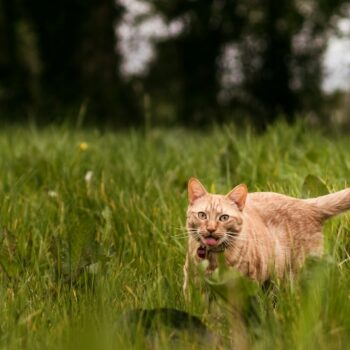 image associated with the Maddie’s Weekly Roundup: New guide for animal services, lessons from award-winning foster programs  and more!