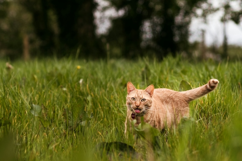 john tecuceanu vKnL9v5Dsko unsplash copy - Maddie&rsquo;s Weekly Roundup: New guide for animal services, lessons from award-winning foster programs and more!