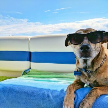image associated with the Maddie&#8217;s Weekly Roundup: Instructor-led courses,  Dr. Lila Miller Shelter Medicine Dayand more!