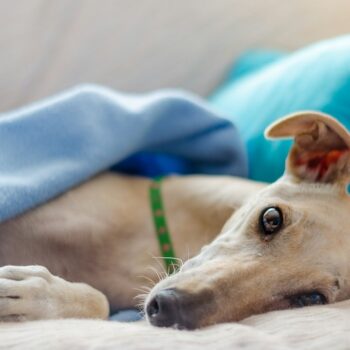 image associated with the Maddie’s Weekly Roundup: Duffield Big Bet for Pets, free Pet Spay/Neuter and Wellness Weekend and more!