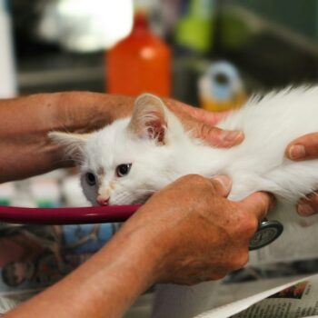 image associated with the Increase access to veterinary care with these free digital downloads