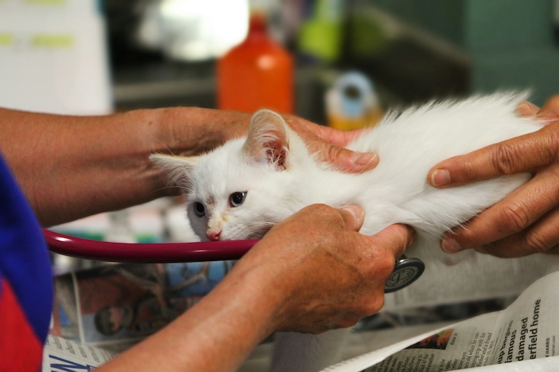 judy beth morris 5Bi6MWlWMbw unsplash copy - Increase access to veterinary care with these free digital downloads