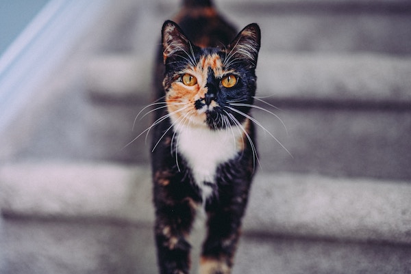 justin sinclair 0wHN6Dk6N8g unsplash copy - Maddie’s Weekly Roundup: Foster recruitment, Community Animal CARE and more!