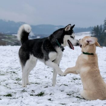 image associated with the Maddie’s Weekly Roundup: Instructor-Led Courses, big feelings in dogs and more!