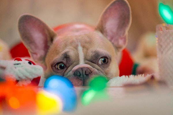 karsten winegeart EbV9cE1EiEU unsplash copy - Want a silent night at your animal shelter this season? Try holiday fostering!