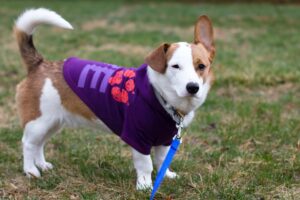 white and brown dog with a purple jacket on standing in the grass