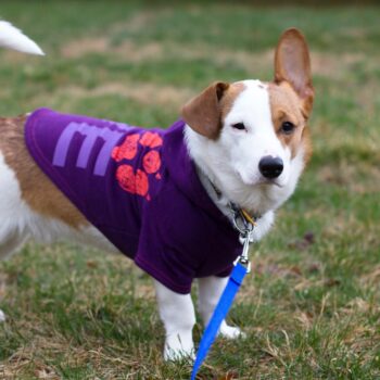 white and brown dog with a purple jacket on standing in the grass