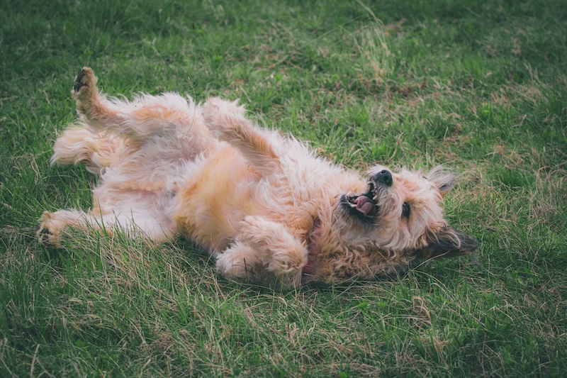 keller chewning TOXh V2d1GU unsplash copy - Maddie&rsquo;s Weekly Roundup: Animal Care Expo, dog behavior courses and more!