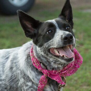 image associated with the Maddie’s Weekly Roundup: Dog behavior courses, kitten resources and more!