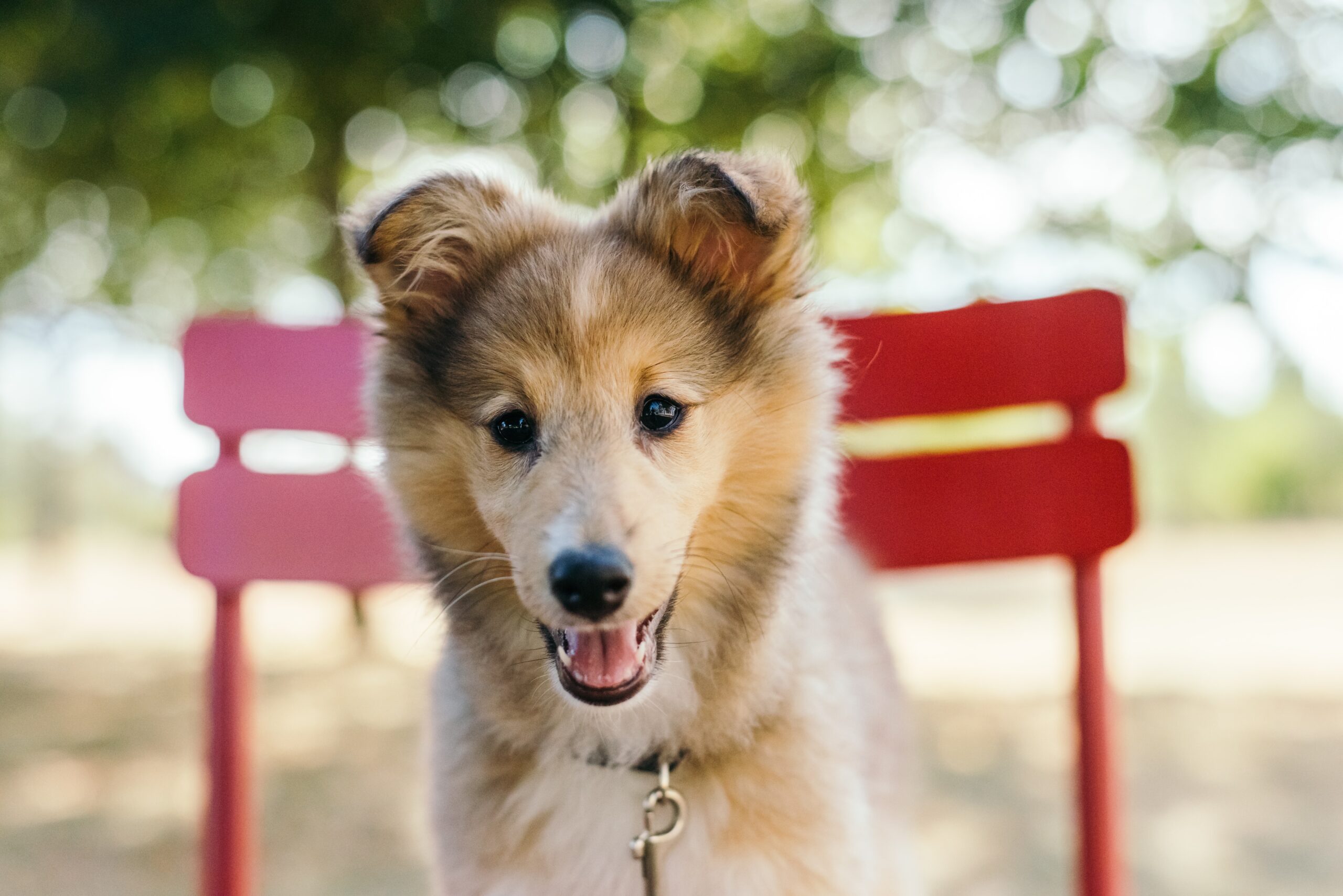 Enrichment for Dogs: How To Keep Your Australian Shepherd Engaged