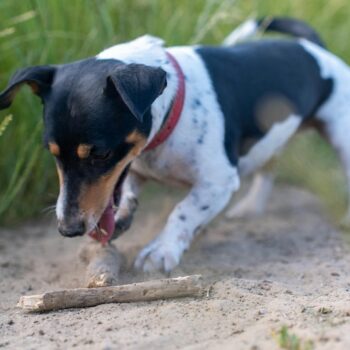 image associated with the Two new dog behavior courses are now available on Maddie’s University