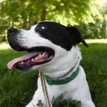 image associated with the Maddie’s Weekly Roundup: Maddie’s Tail Wag, the Go-To Guide for Animal Services and more!
