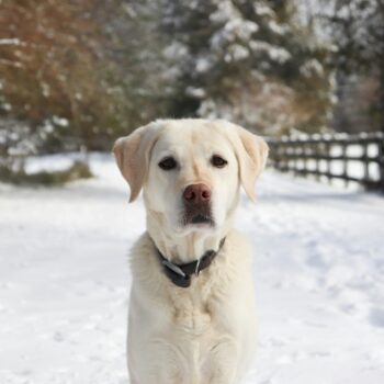 image associated with the Maddie’s Weekly Roundup: 2025 wins, marketing long-stay pets and more!